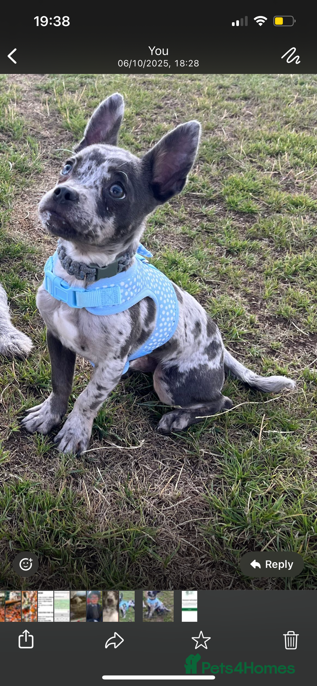 Mixed Breed dogs for sale: Buddy…. Frenchie cross Jack chi - Image 2