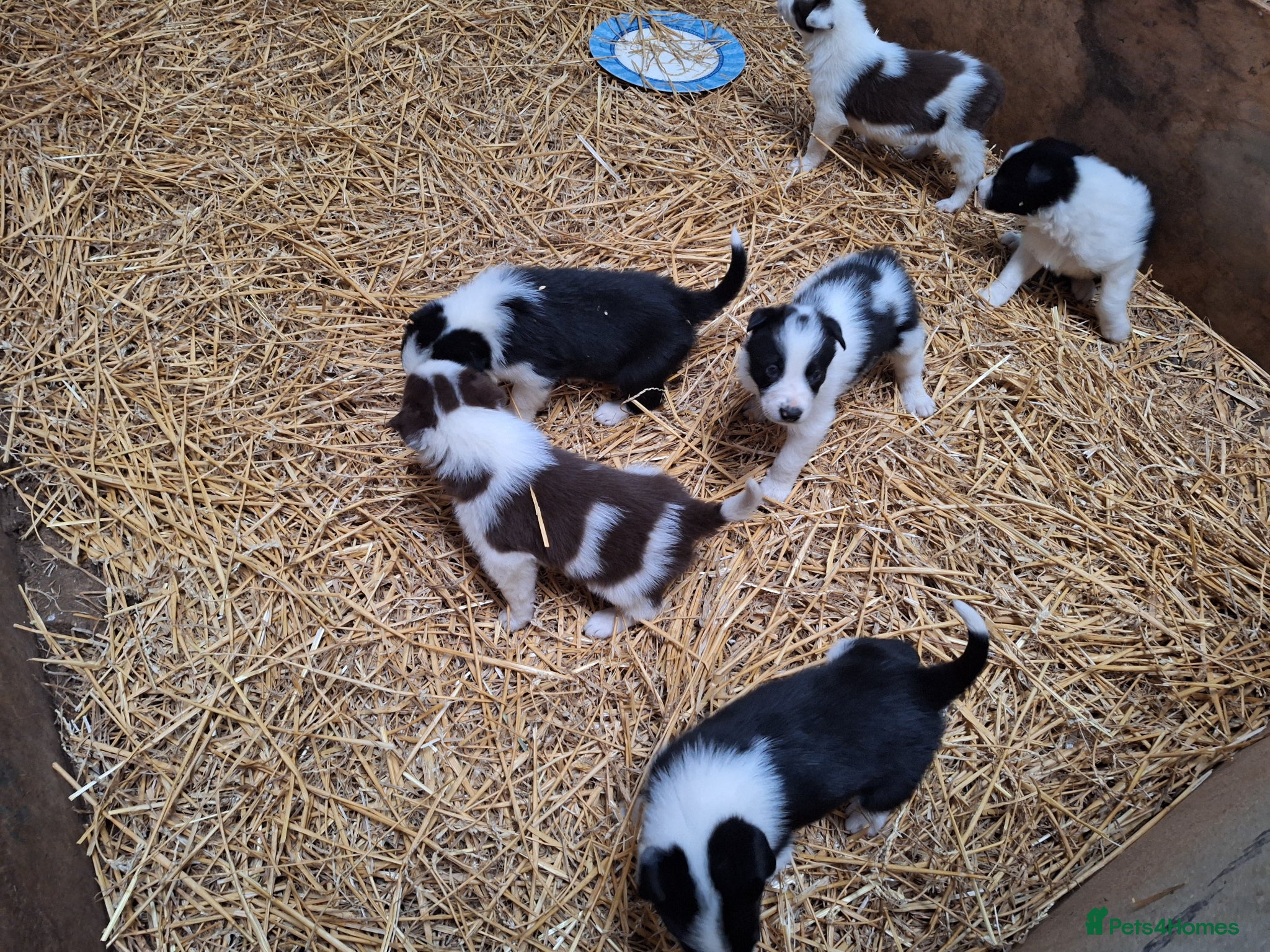 Border Collie dogs for sale: Lovely farm bred Border Collie puppies in Brackley - Advert 1