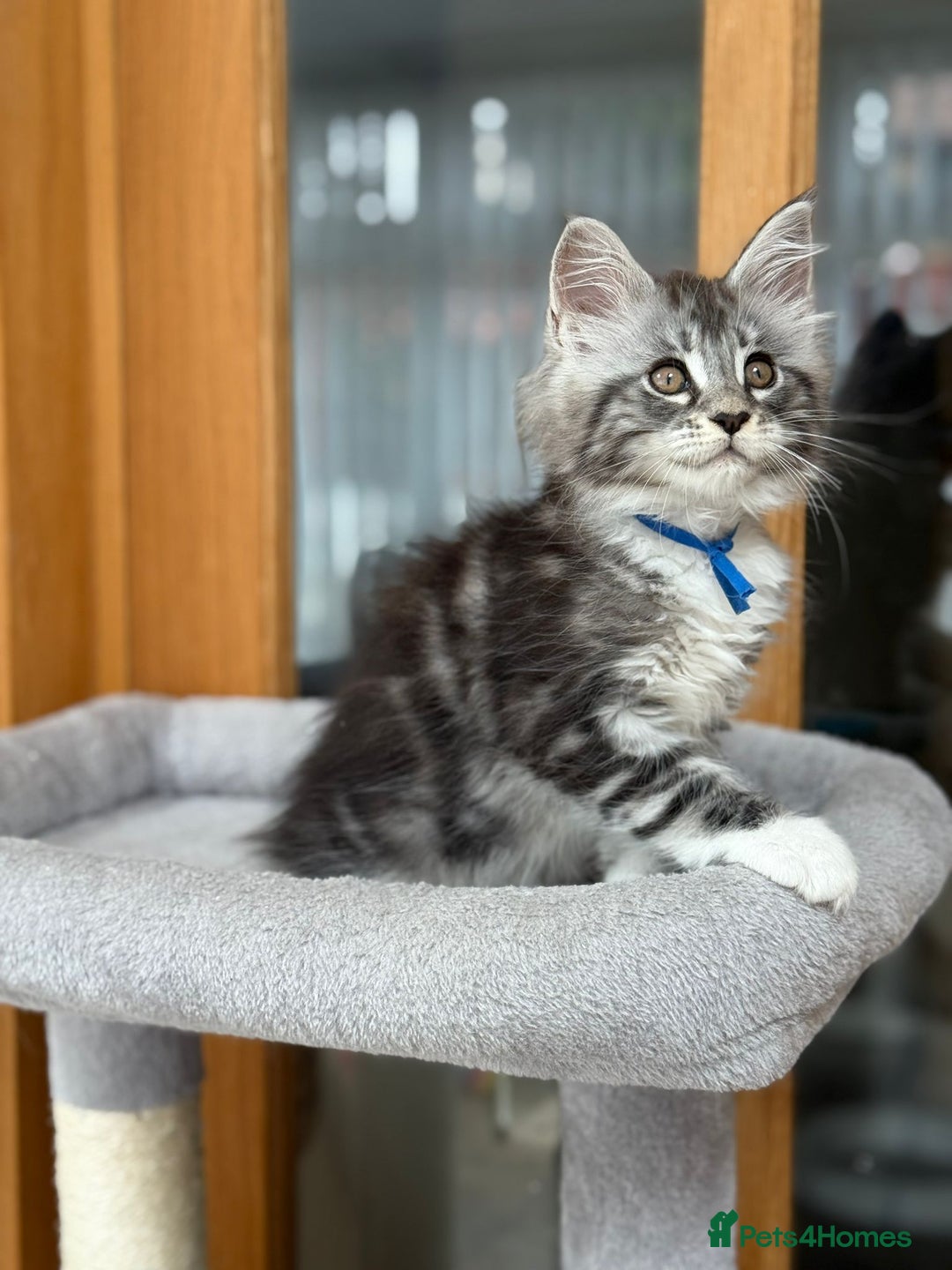 Maine Coon cats for sale: 2 Beautiful pedigree TICA reg Maine Coon kittens - Image 23