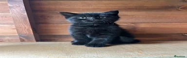 Mixed Breed Kitten 6