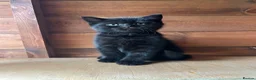Mixed Breed cats for sale: 6 Kittens for forever homes - see description  - Advert 13