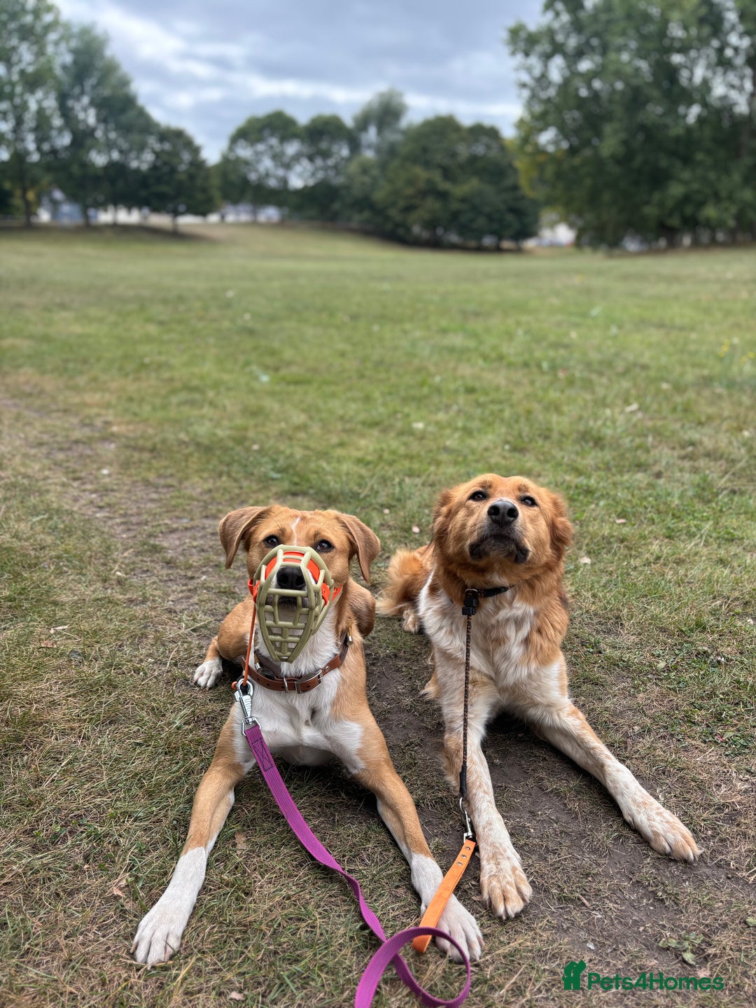 Canaan Dog dogs for sale: URGENT HOME NEEDED - Advert 7