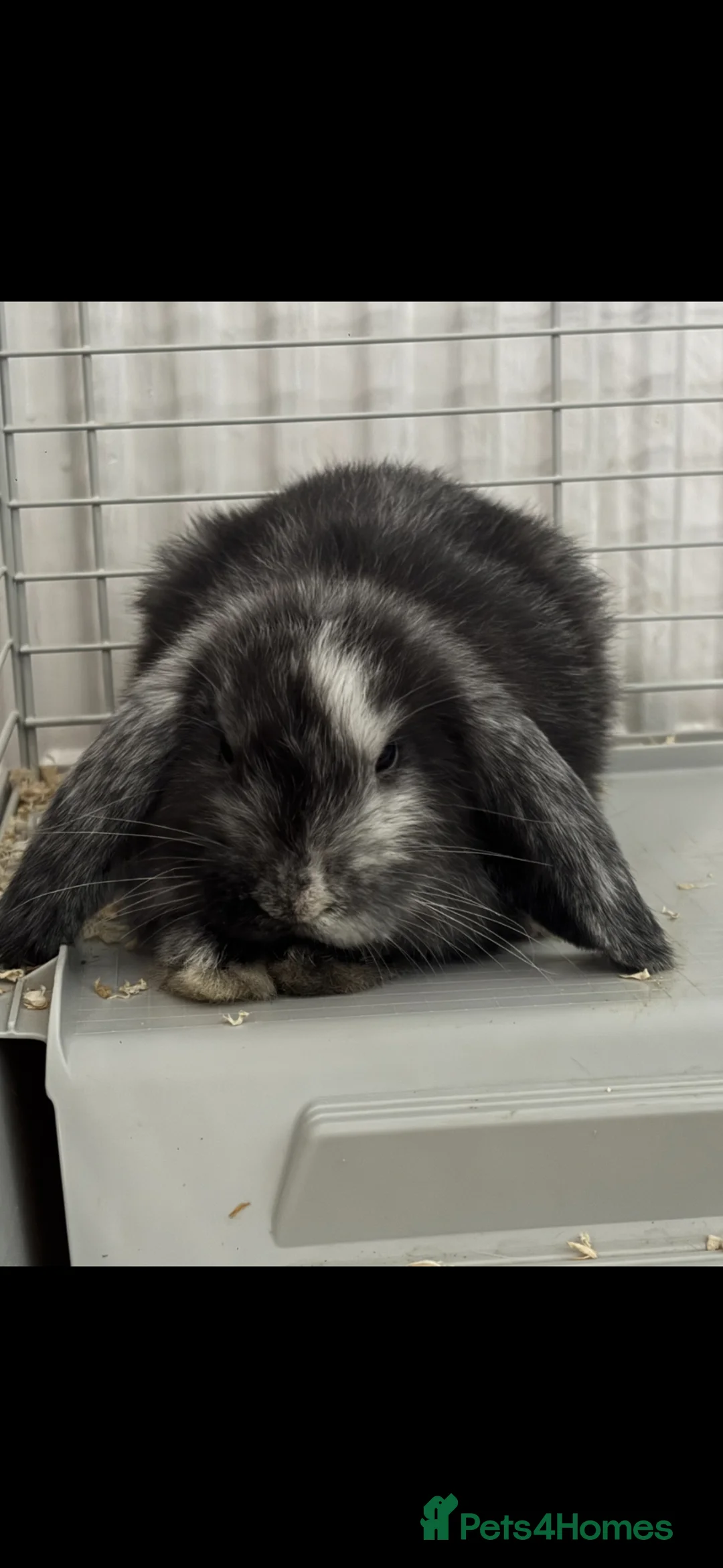 Mini Lop rabbits for sale: Mini Lop for rehome - Advert 2