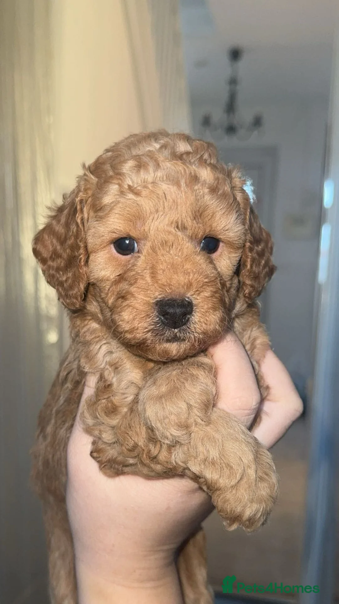 Cockapoo dogs for sale: Cockapoo puppy’s  - Advert 3