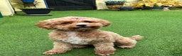 Cavapoo dogs for sale: Tiny cavapoo F1BB - ESA certified - Advert 10