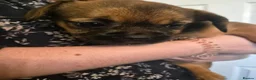 Mixed Breed dogs for sale: Gorgeous Fluffy Frenchy and Border Terrier mixed  - Advert 27