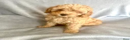 Cavapoo dogs for sale: REDUCED PRICE 😊 READY NOW 😊🐶 3 Cavapoo puppies  - Advert 6