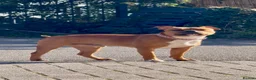 Staffordshire Bull Terrier dogs for sale: Hank. - Advert 6