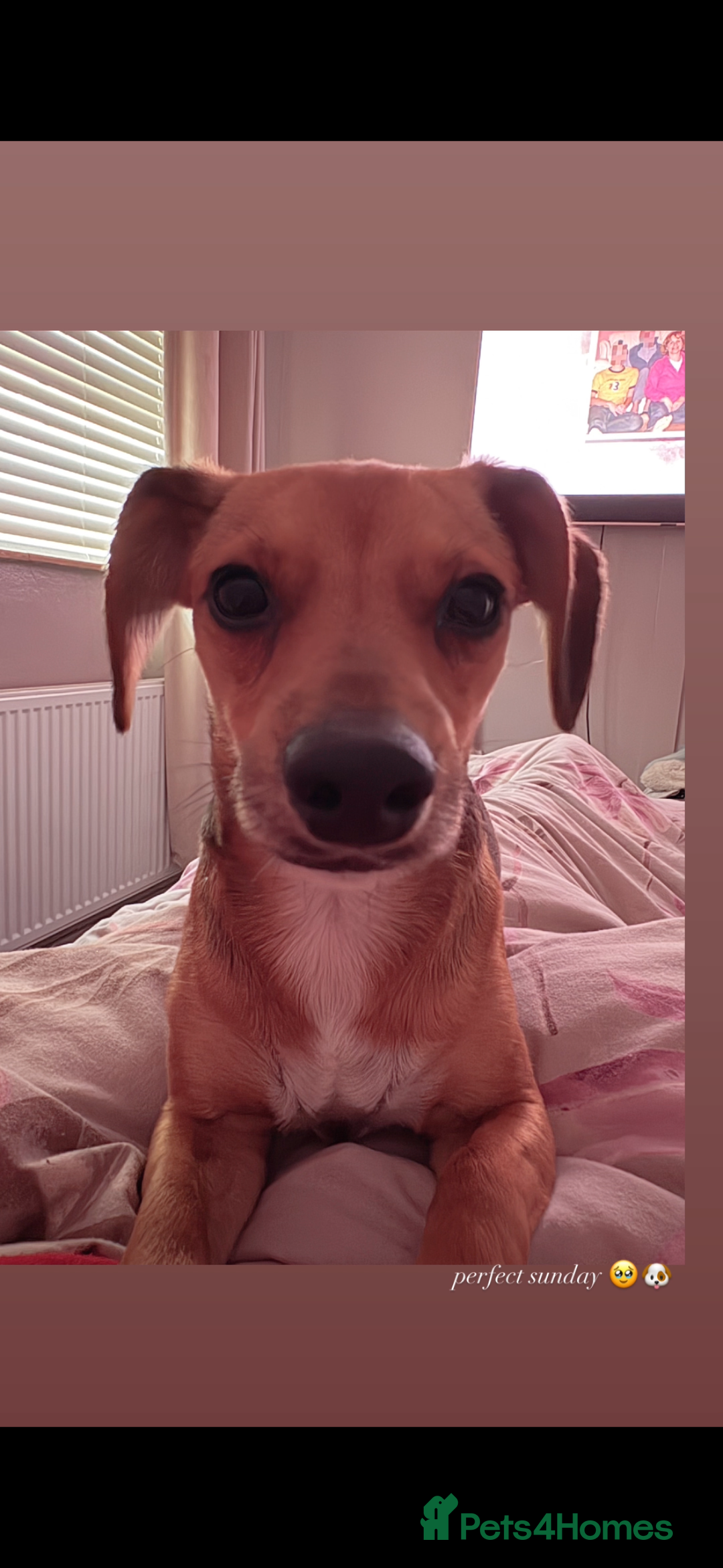 Chiweenie dogs for sale: Rehome Chihuahua cross dash hound - Advert 2