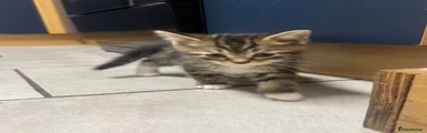 Boy