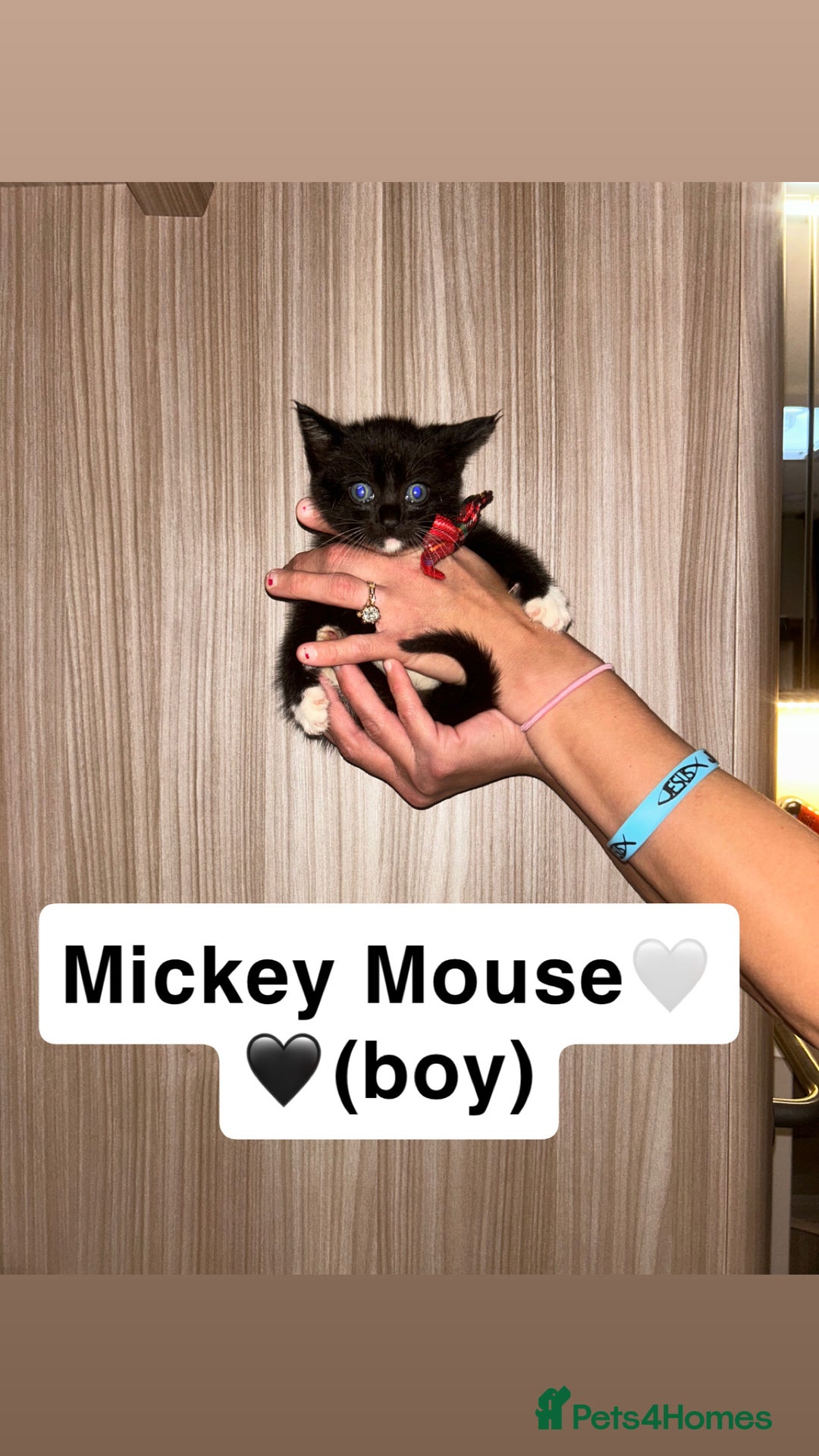 Mixed Breed cats for sale: Beautiful little kittens looking for new 🏡 - Image 2