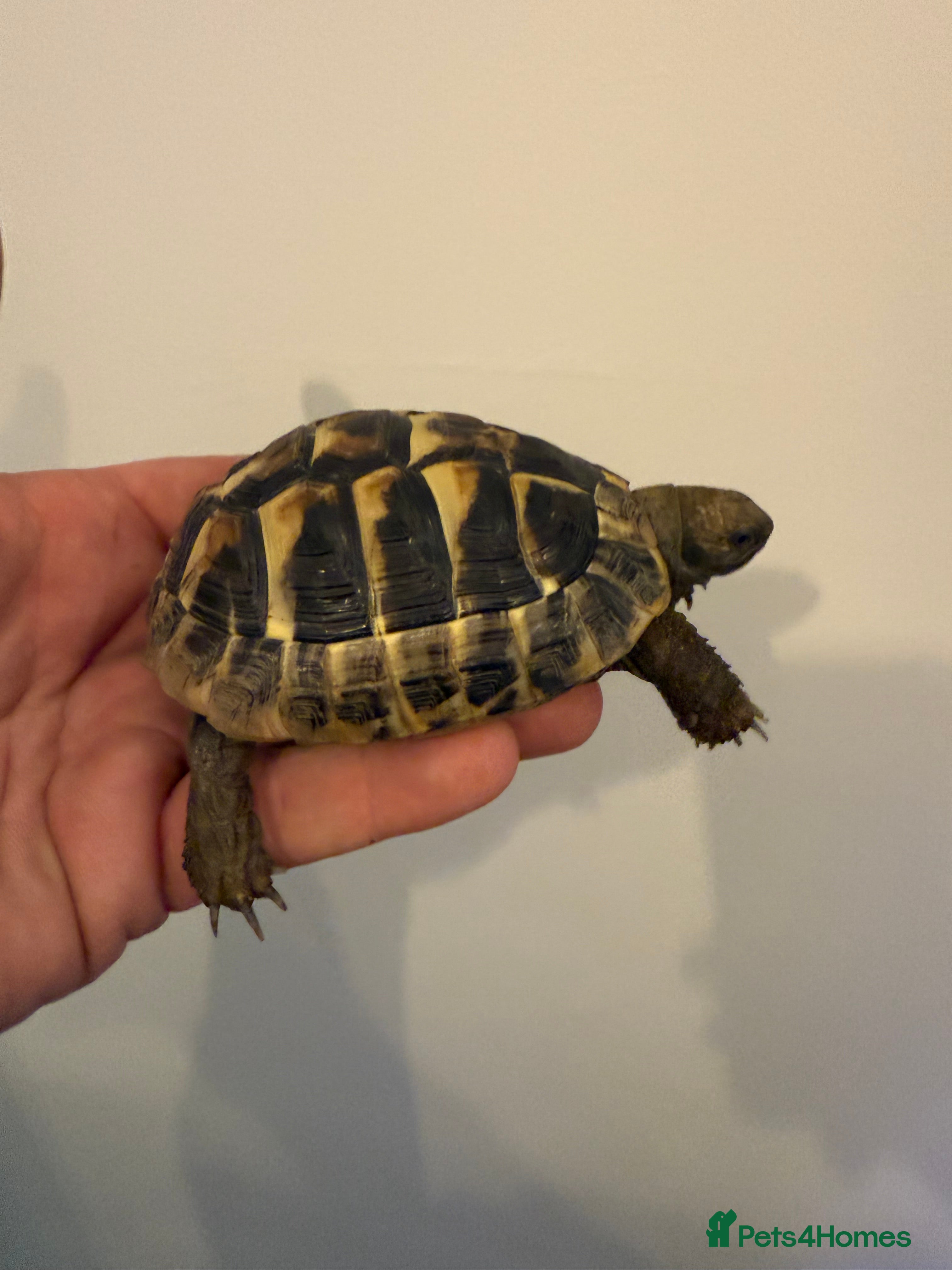 Hermann Tortoise reptiles 2/3 Year Old Hermann’s Tortoise Captive Bred - Advert 1