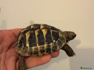 Hermann Tortoise reptiles 2/3 Year Old Hermann’s Tortoise Captive Bred - Advert 1
