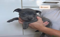 Staffordshire Bull Terrier dogs for sale: 3 blue Staffordshire bull terriers males  - Image 6