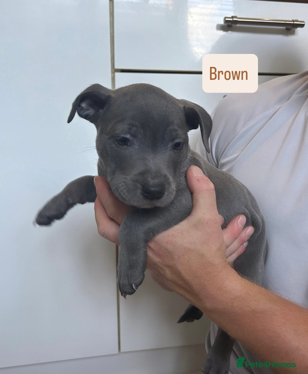 Staffordshire Bull Terrier dogs for sale: 3 blue Staffordshire bull terriers males  - Image 6