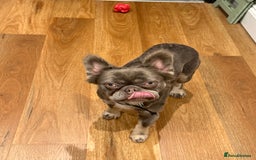 French Bulldog dogs for sale: Fluffy blue French bulldog boy - Advert 3