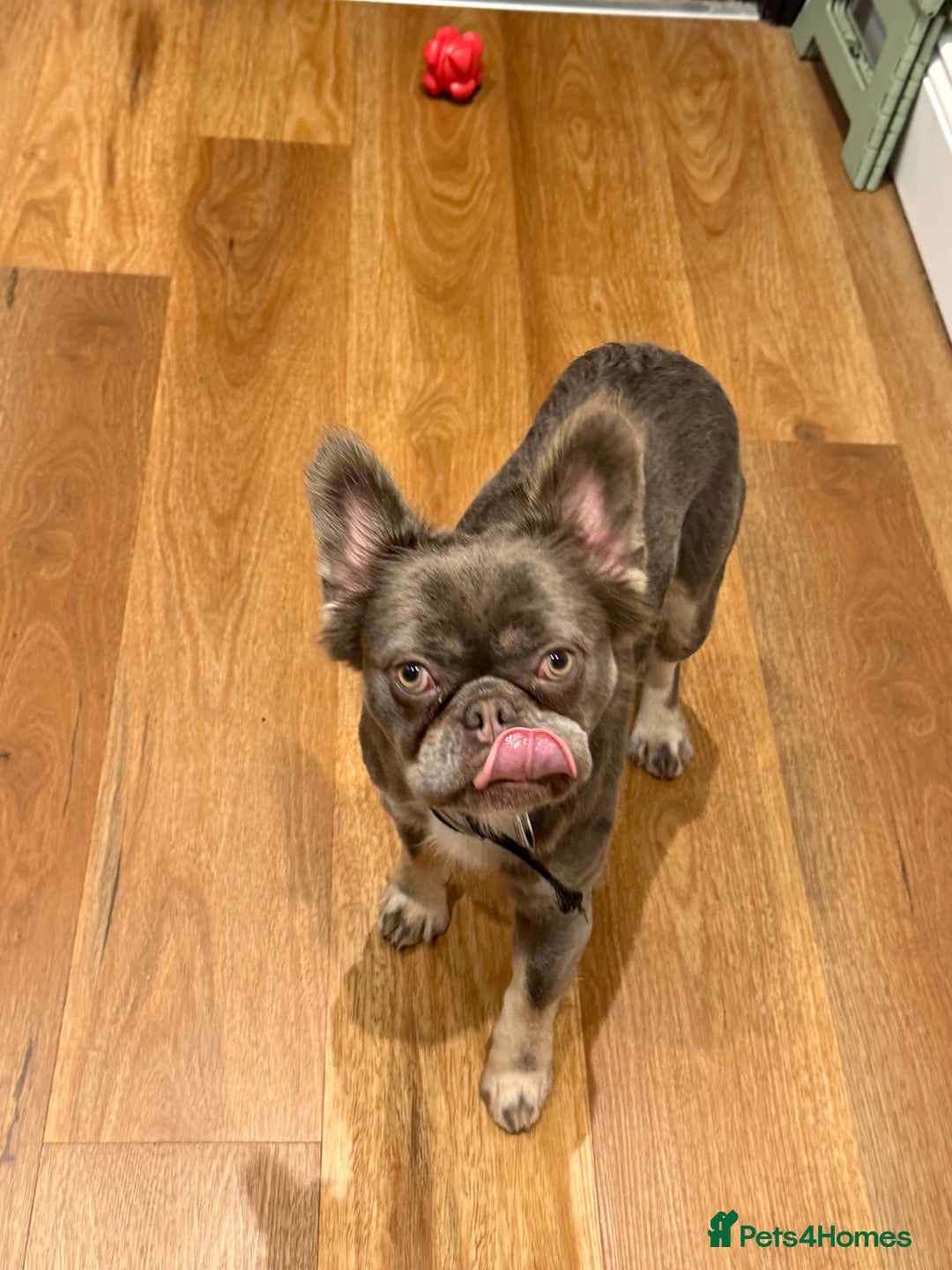 French Bulldog dogs for sale: Fluffy blue French bulldog boy - Advert 3