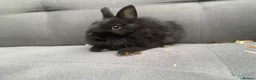 Netherland Dwarf rabbits for sale: Netherland Dwarf Rabbits for sale  - Advert 2