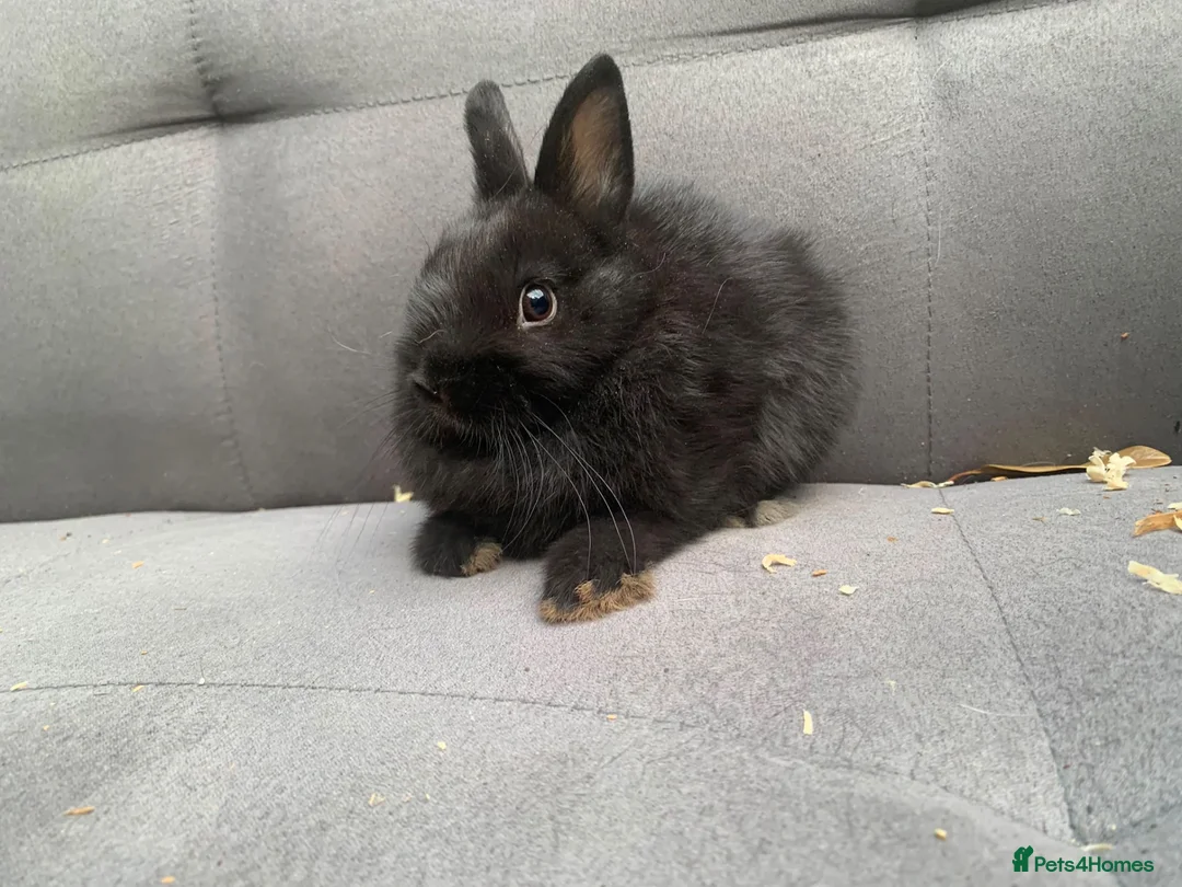 Netherland Dwarf rabbits for sale: Netherland Dwarf Rabbits for sale  - Advert 2