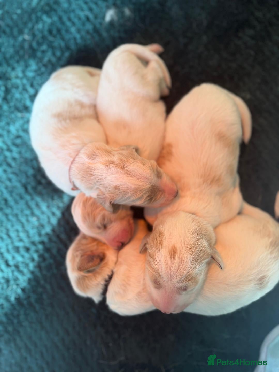 Mixed Breed dogs Exceptional Pyrenees Doodle Puppies   - Advert 2