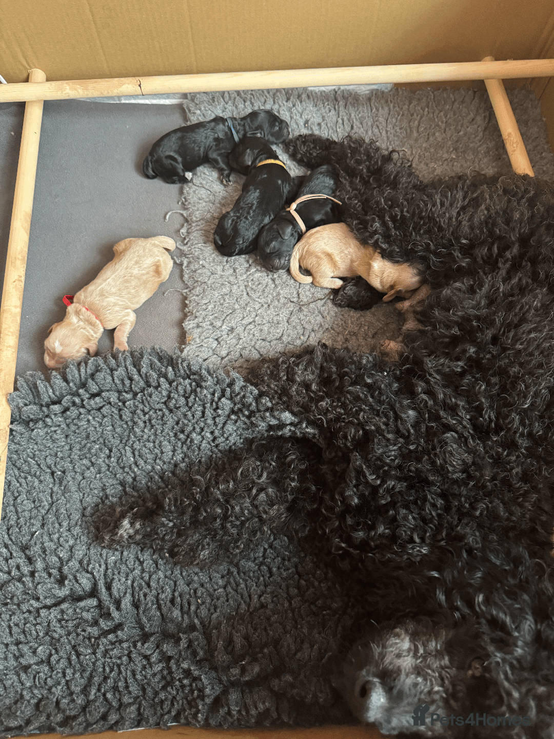 Cockapoo dogs for sale: Mirabelle's Enchanting Pups ✨ - Image 2