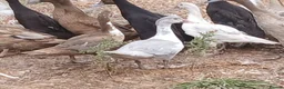 Ducks poultry for sale: Female muscovys - Advert 2
