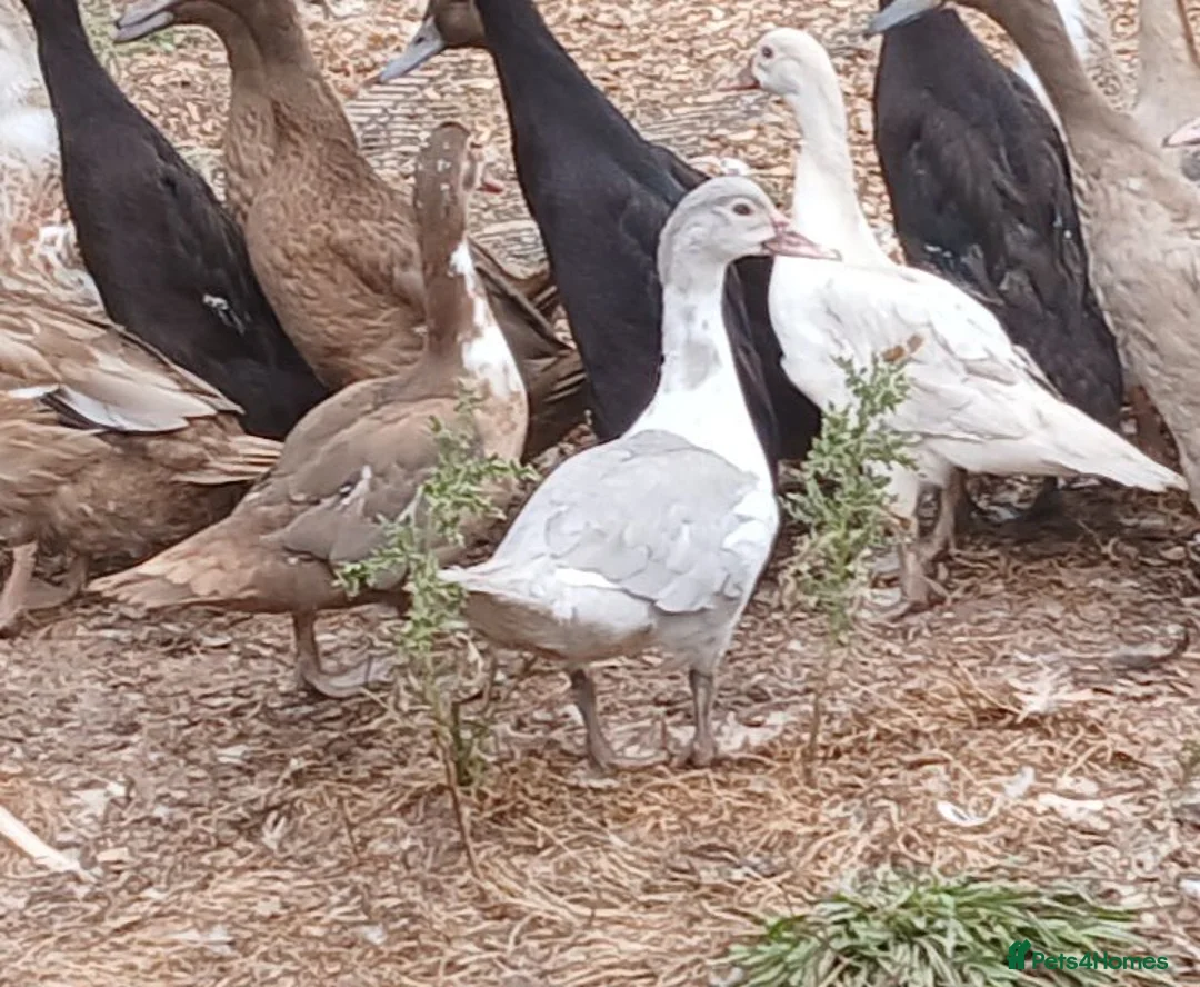 Ducks poultry for sale: Female muscovys - Advert 2