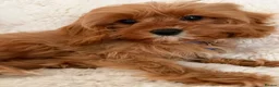 Cavapoo dogs for sale: Cavapoo Puppies in Sunderland - Advert 2