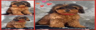 Cockapoo 3