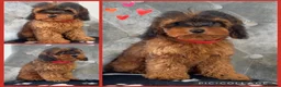 Cockapoo dogs for sale: Health clear F1B cockapoos - Advert 5