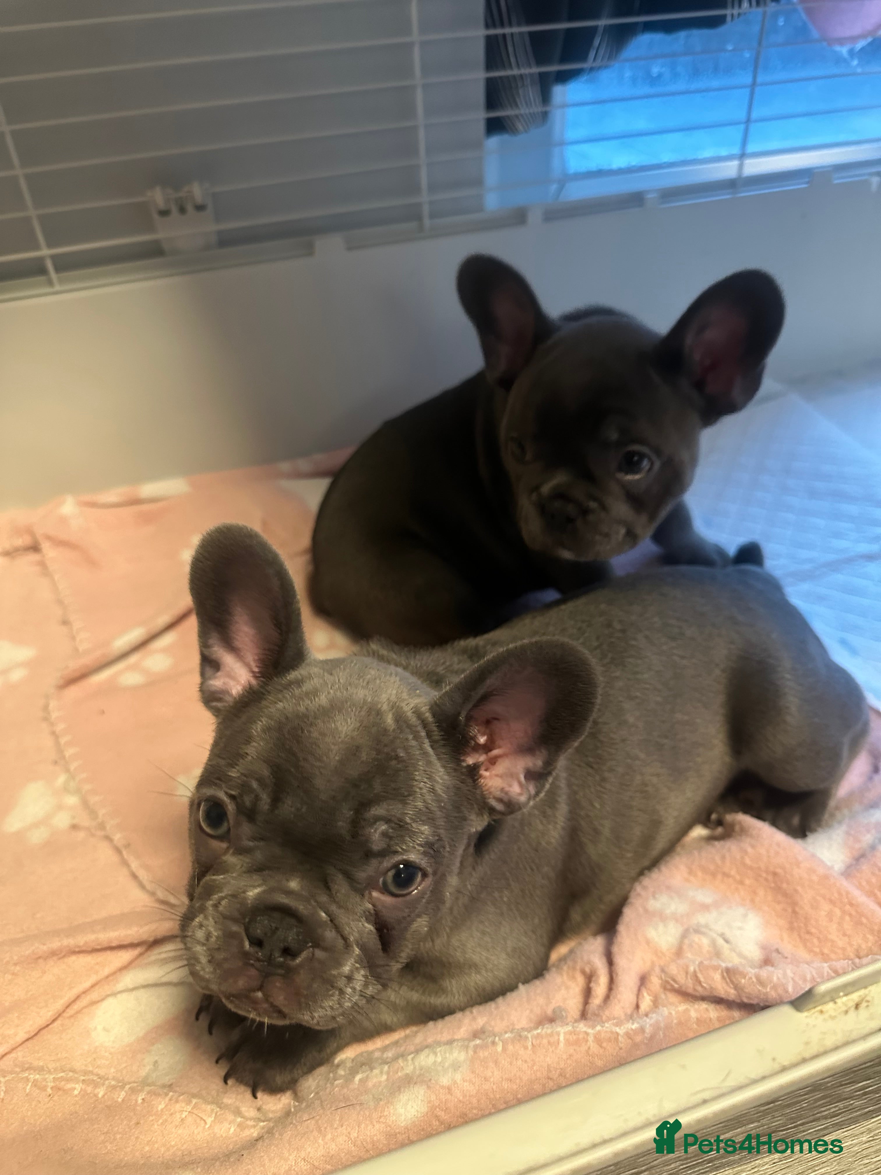 French Bulldog dogs 2 FRENCH BULLDOG SISTERS CHEAPEST ON HERE - Advert 15