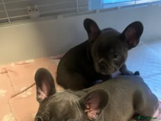 French Bulldog dogs 2 FRENCH BULLDOG SISTERS CHEAPEST ON HERE - Advert 15