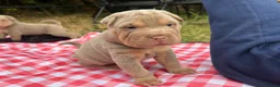 Shar Pei dogs for sale: KC REGISTERED RARE LILAC TAN SHAR-PEI - Advert 23