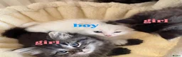 Mixed Breed cats for sale: Pure persian&tabby in Nuneaton - Advert 6