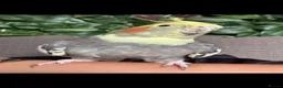 Cockatiels birds for sale: Mixed birds for sale - Advert 6