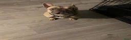 French Bulldog dogs for sale: French Bulldog – Simba, 3 Years Old –  - Advert 6