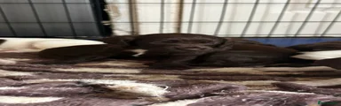 Sprocker 6