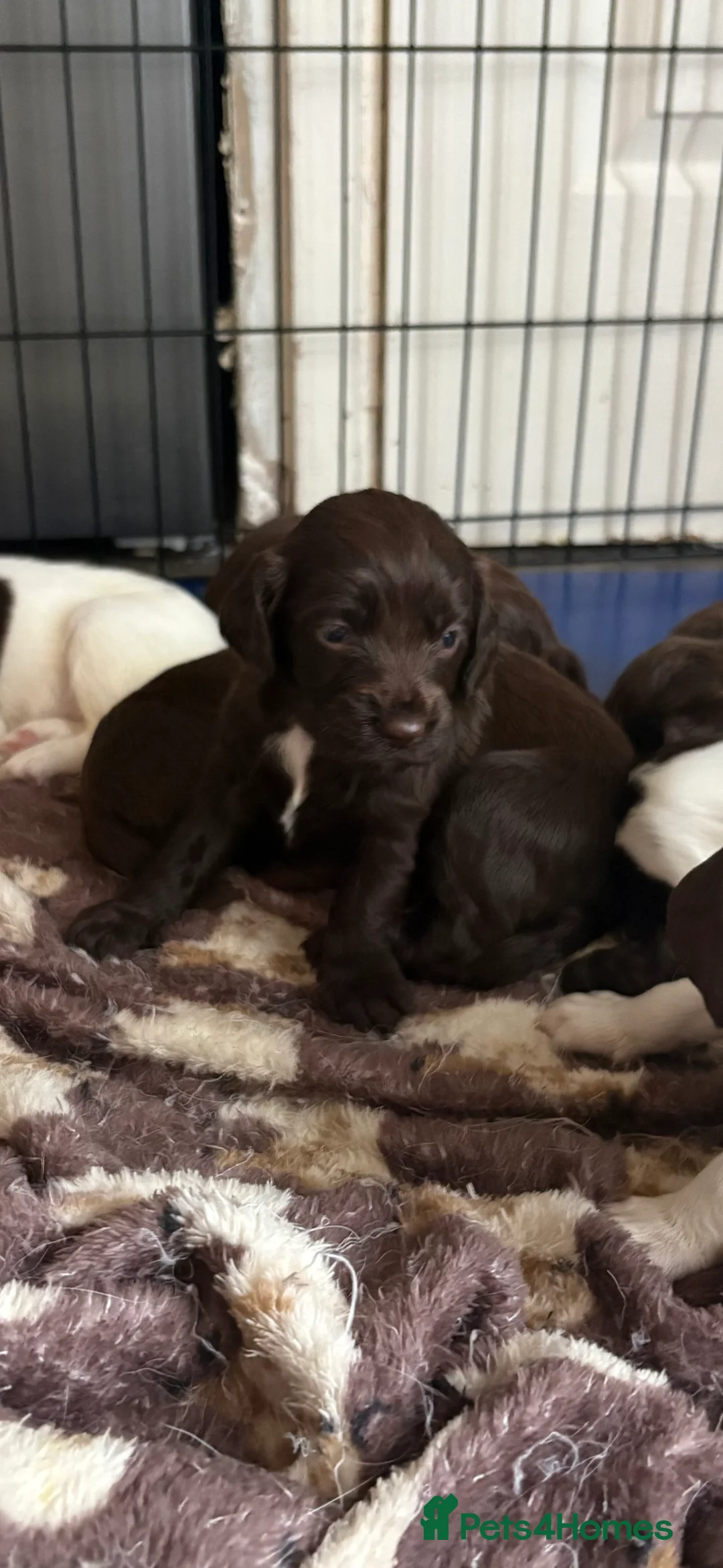 Sprocker dogs for sale: Working sprocker spaniel puppies  - Advert 2