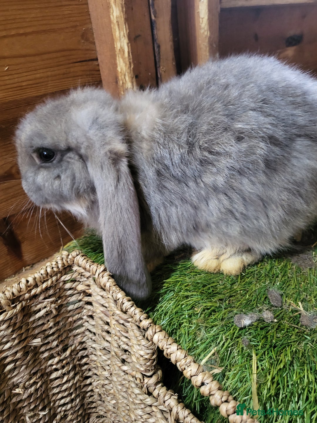 French Lop rabbits for sale: Giant French lops  - Image 6
