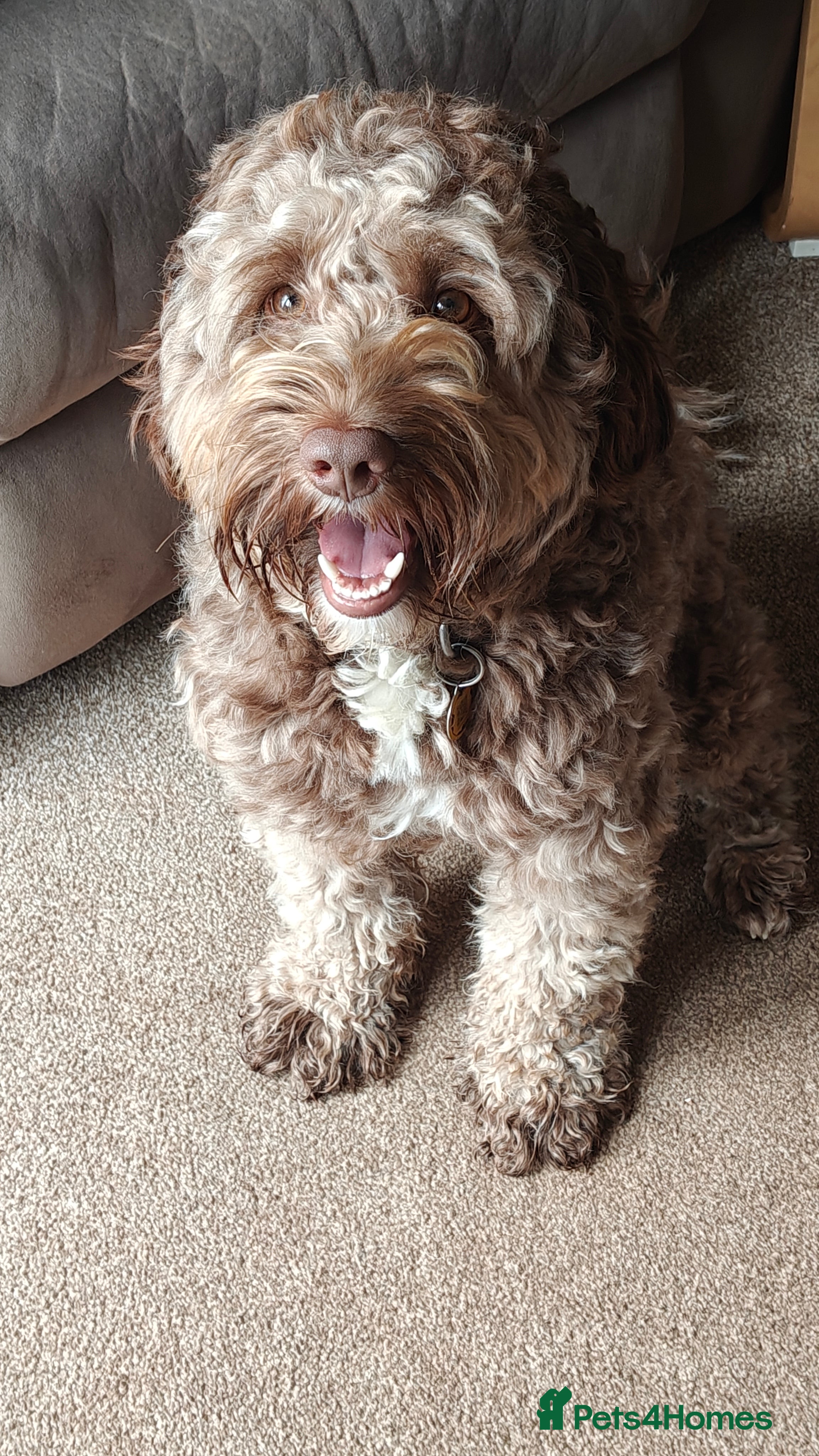 Labradoodle dogs 🌟Quality Australian Labradoodle 🌟 - Advert 2