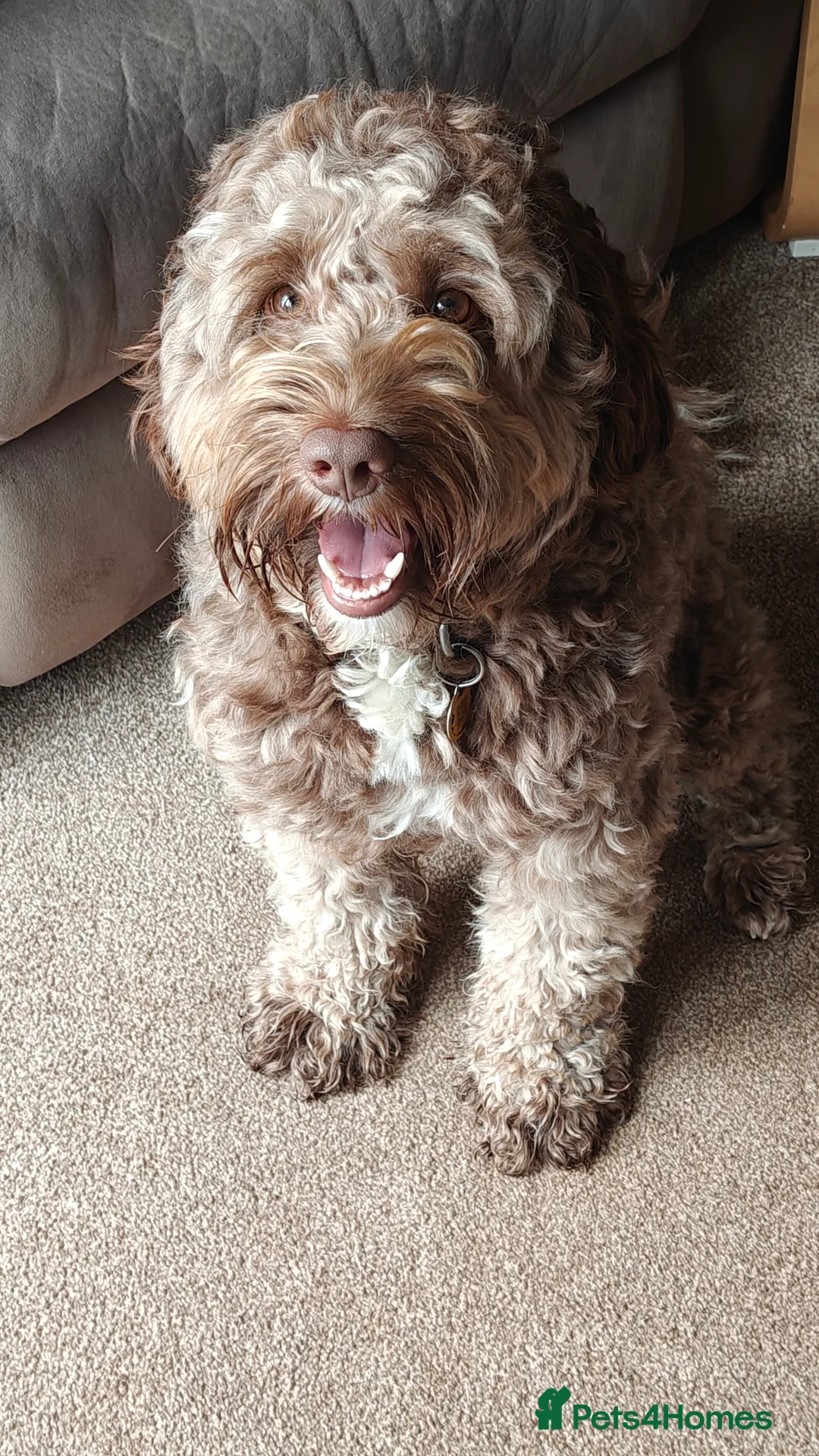 Labradoodle dogs for stud: 🌟Quality Australian Labradoodle 🌟 - Advert 3