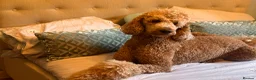 Standard Poodle dogs for sale: Beautiful Standard Poodle Puppies – Southampton  in Southampton - Advert 15