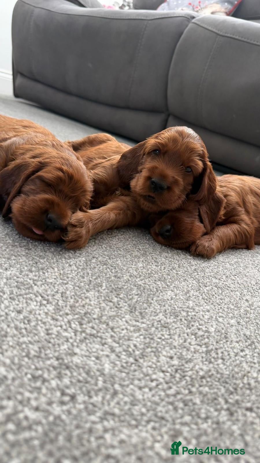 Irish Setter dogs KC registered Irish Setter puppies Bexhill-on-Sea - Advert 1