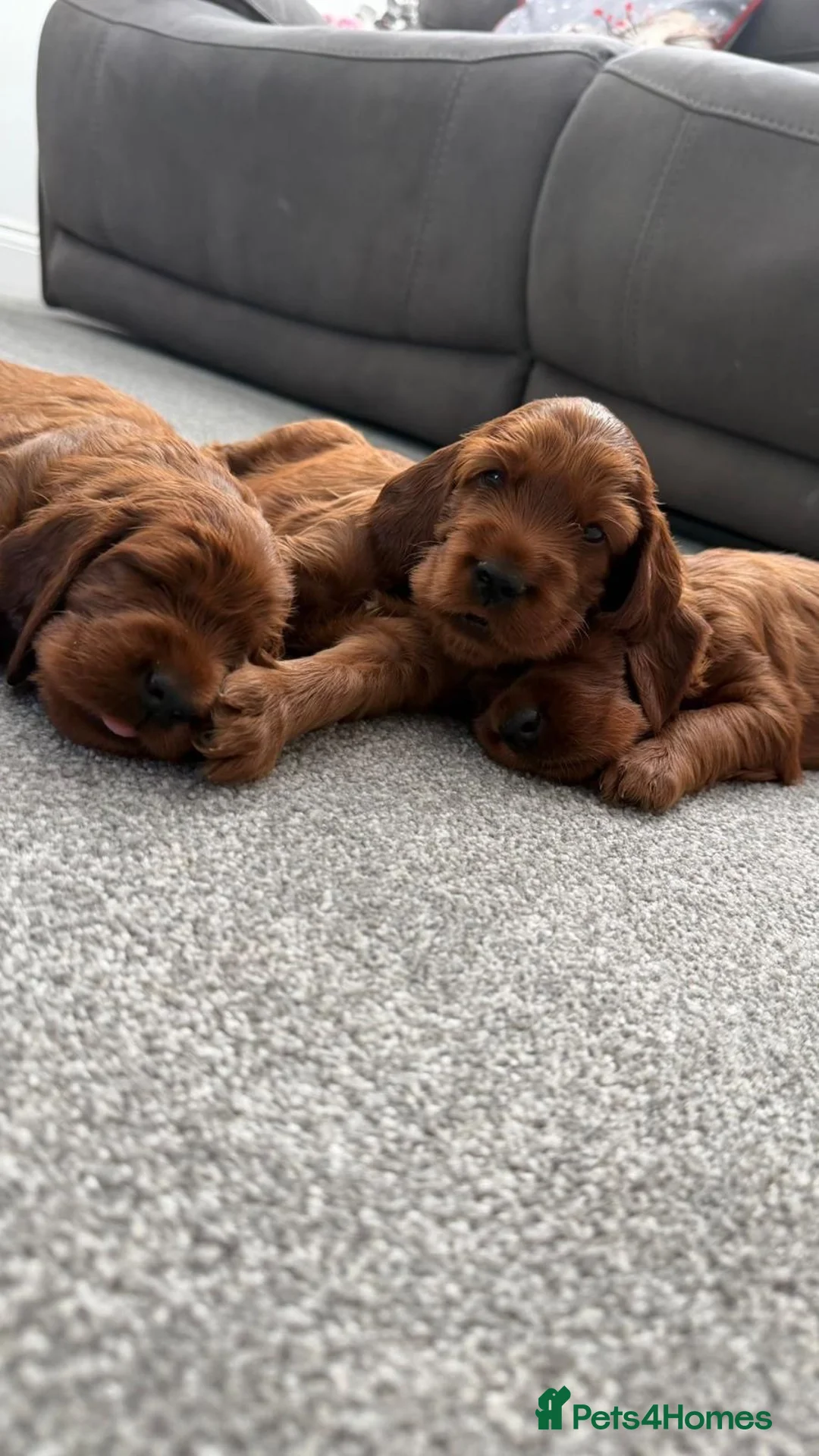 Irish Setter dogs for sale: KC registered Irish Setter puppies Bexhill-on-Sea - Advert 1
