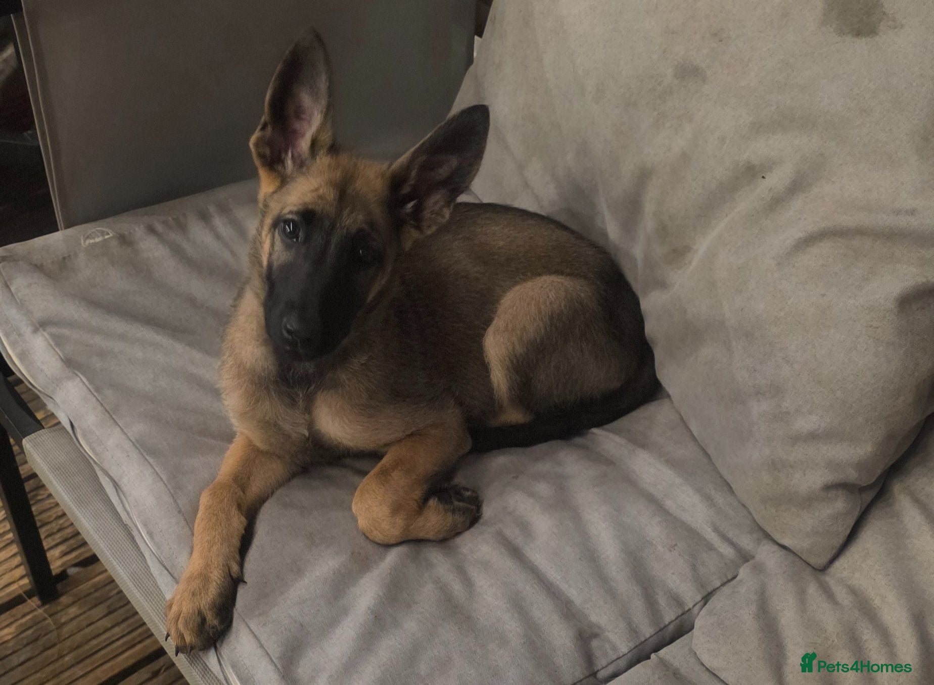 Mixed Breed dogs LAST little girl looking for her FOREVER HOMES - Advert 21