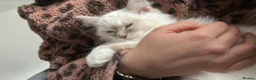 Ragdoll cats for sale: 5 Month Ragdoll Lilac Lynx in Stockport - Advert 16