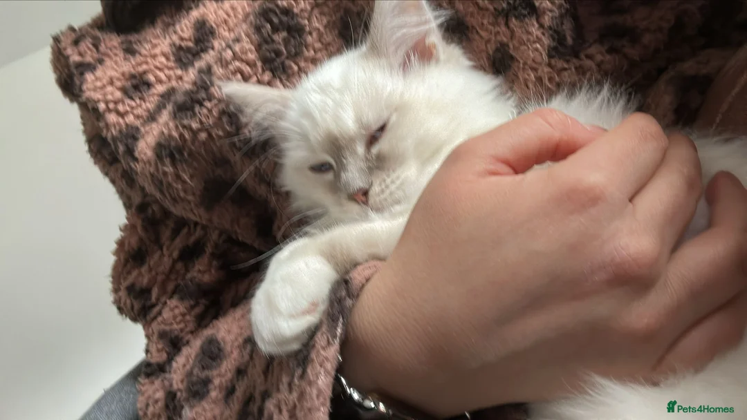 Ragdoll cats for sale: 5 Month Ragdoll Lilac Lynx in Stockport - Advert 16