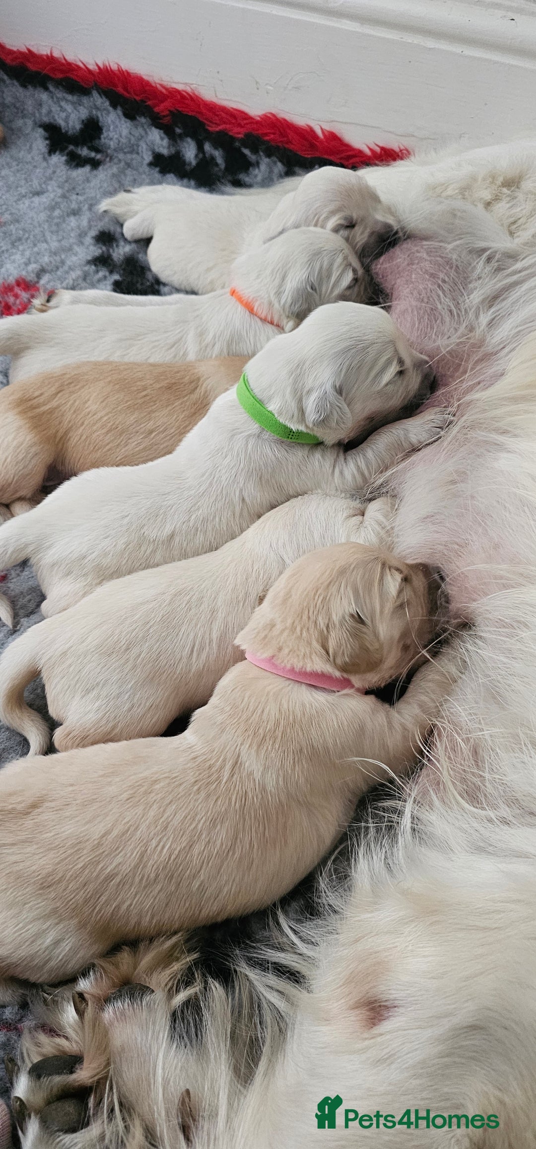 Golden Retriever dogs for sale: GOLDEN RETRIEVER PUPPIES - you will fall in love  - Image 7