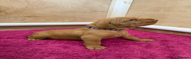 Hungarian Vizsla 6 (purple) 