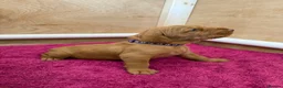 Hungarian Vizsla dogs for sale: Wirehaired Hungarian Vizsla - Advert 14